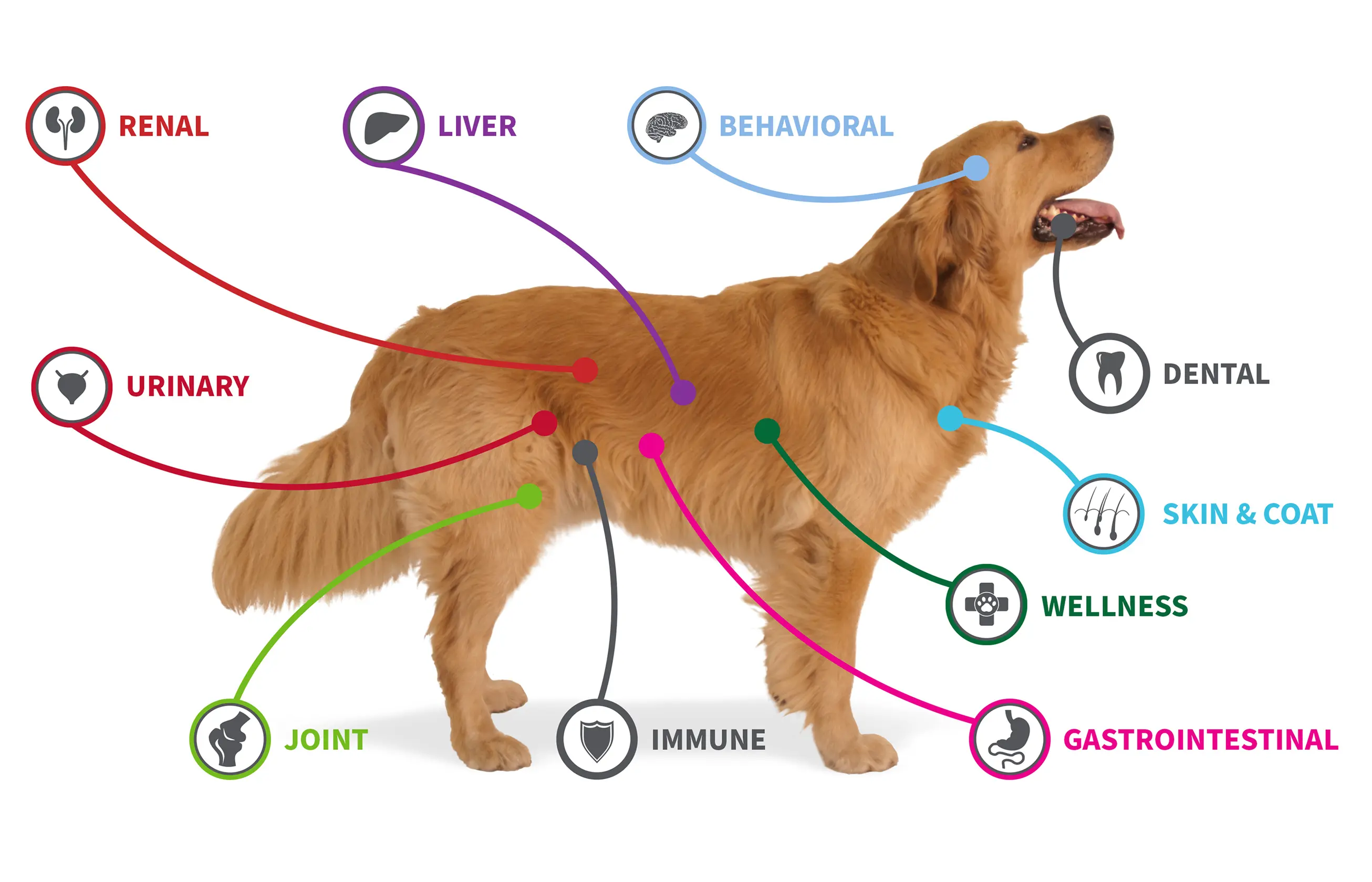 Infographic of dog